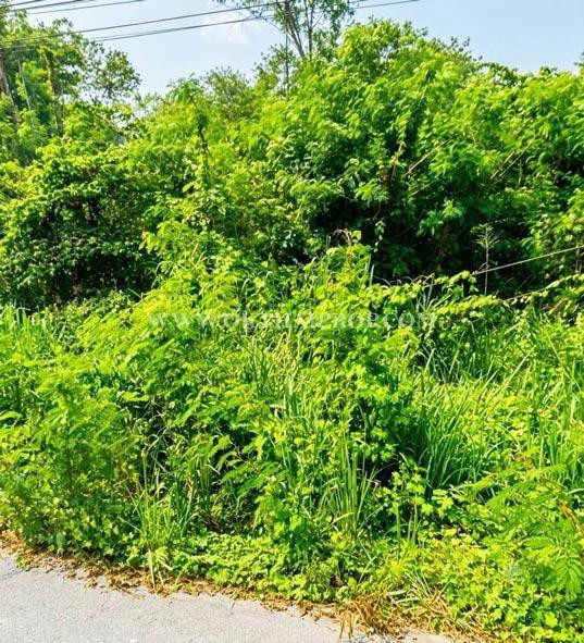 ที่ดินหัวหิน ติดถนนสาย 2052 ใกล้วัดห้วยมงคล ต.หนองพลับ อ.หัวหิน จ.ประจวบคีรีขันธ์