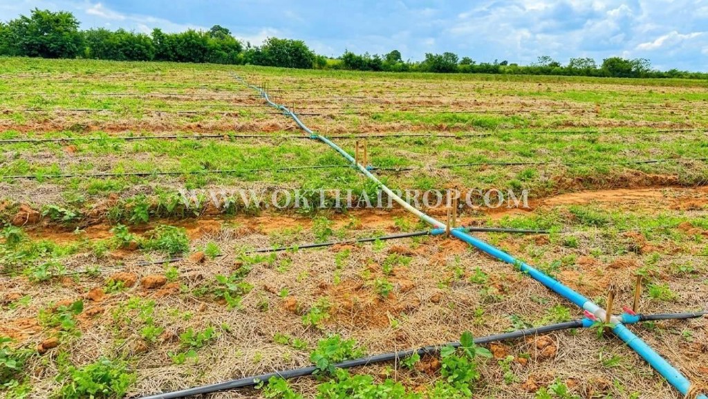 ที่ดิน ด่านขุนทด ใกล้ทุ่งกังหันลม ต.ห้วยบง อ.ด่านขุนทด จ.นครราชสีมา