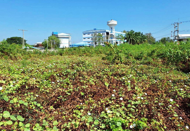 ขายที่ดิน ถนนบางเตย ซอย 4 อำเภอสามพราน นครปฐม เนื้อที่ 2 ไร่ ถมแล้ว