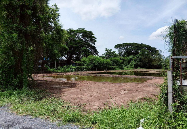 ขายที่ดิน ซอยมิตรไมตรี 14 ถนนมิตรไมตรี หนองจอก กรุงเทพ เนื้อที่ 1 ไร่ ถมแล้ว