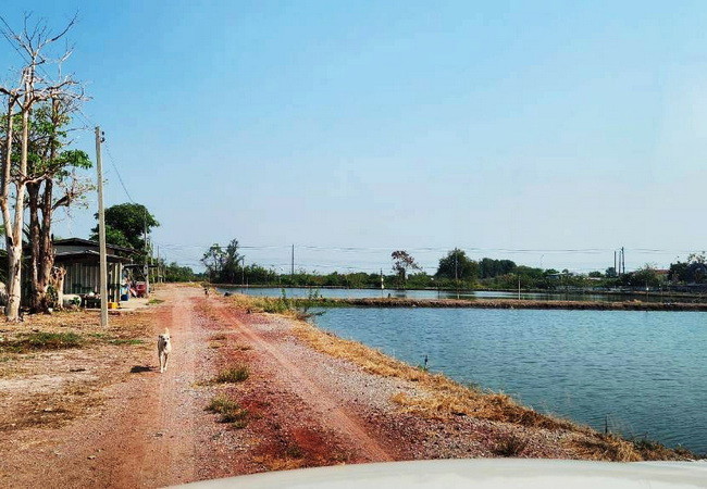 ขายที่ดิน ดอนหอยหลอด ตำบลบางจะเกร็ง อำเภอเมือง สมุทรสงคราม