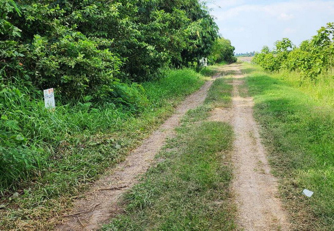 ขายที่ดิน 150 ตร.ว. บ้านระแหง ถนนปทุมธานี-ลาดหลุมแก้ว ระแหง ลาดหลุมแก้ว ปทุมธานี
