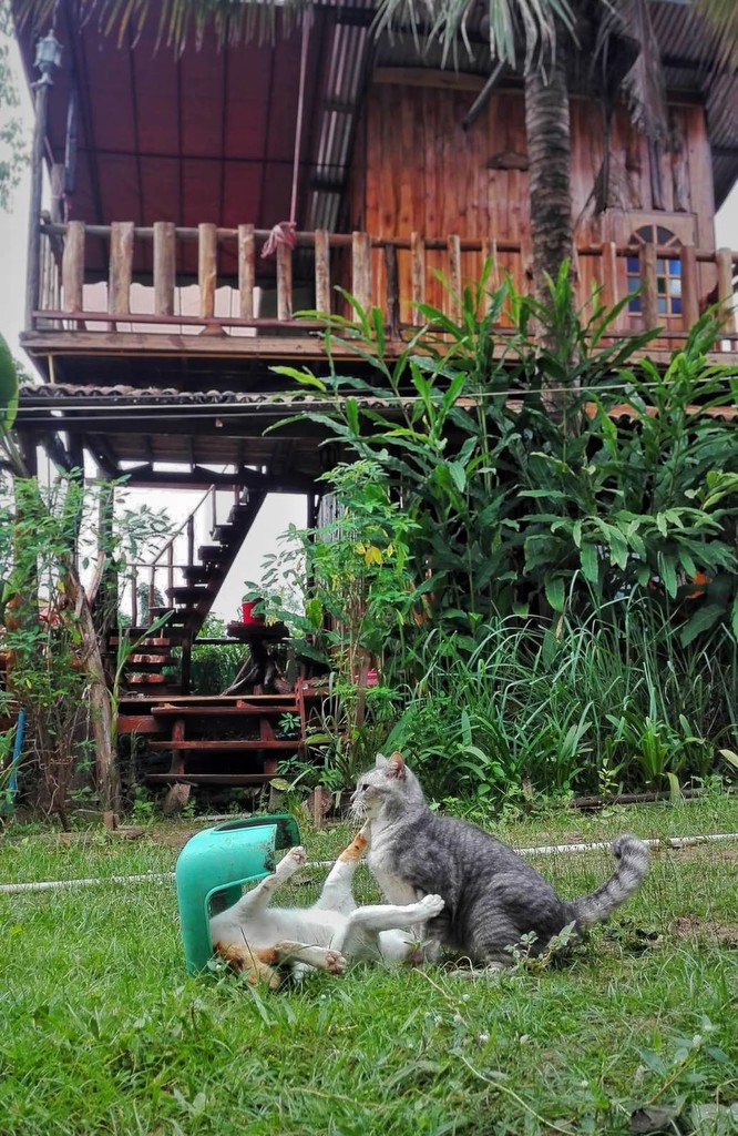 ขายถูกมาก!! บ้านสวนพร้อมที่ดิน + โฮมสเตย์ ขนาด 5 ไร่ บรรยากาศดีมาก อ.คอนสาร จ.ชัยภูมิ ใกล้แม็คโครฯ