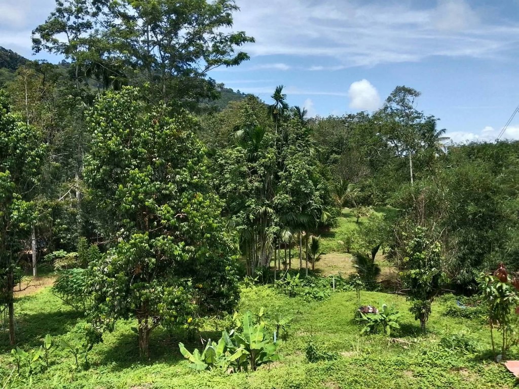 ขายถูกมาก ผ่อนตรงได้!! ที่ดินวิวภูเขา มีให้เลือกหลายแปลง 70 - 610 ตรว. อ.ท้ายเหมือง พังงา ใกล้ทะเล น