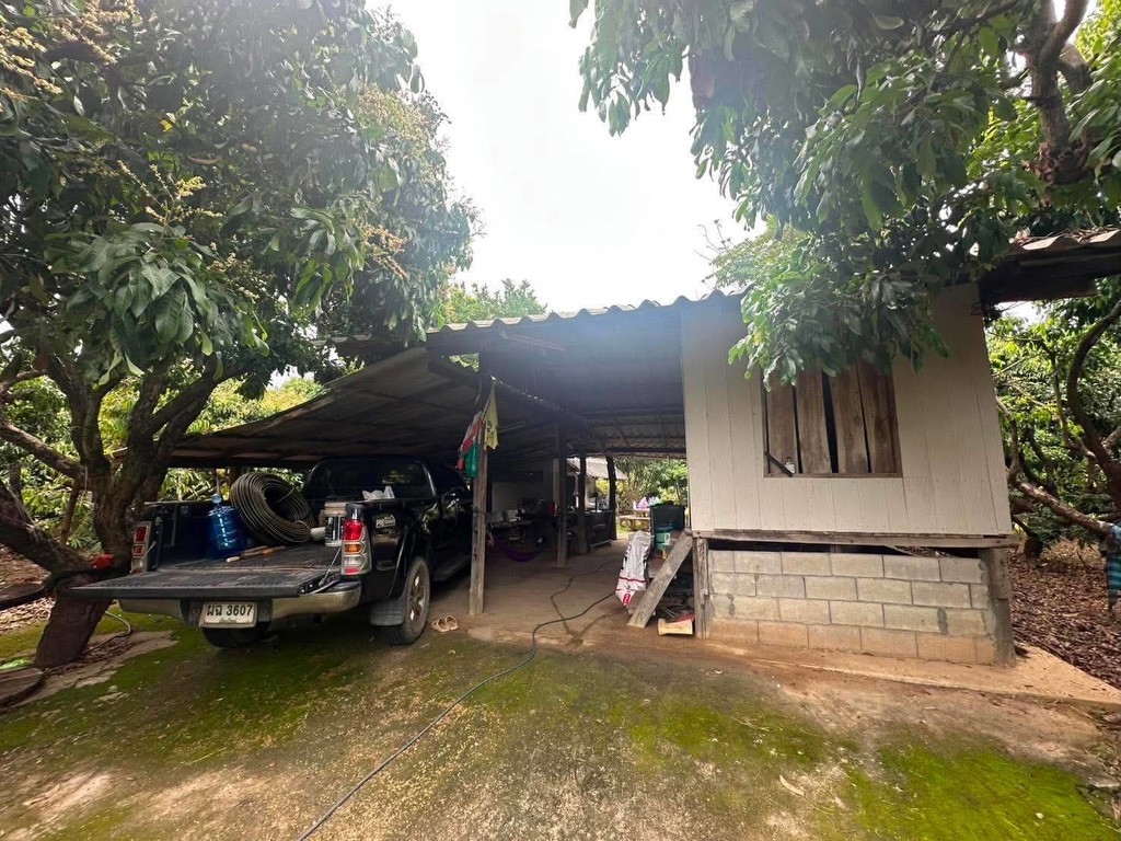 ขายถูกมาก!! สวนลำไย + สวนทุเรียน + บ้าน ขนาด 11 ไร่ 44 ตรว. มีน้ำใช้ตลอดทั้งปี อ.สันป่าตอง เชียงใหม่