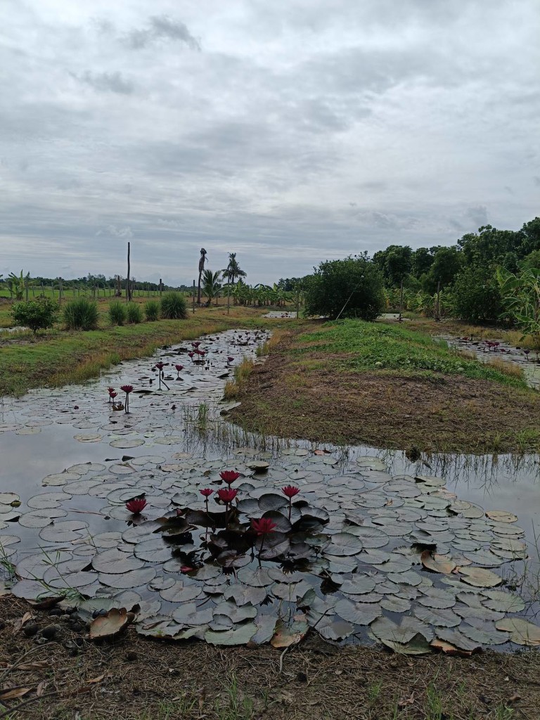 ขายที่ดินทำเลลำลูกกาคลอง 13
