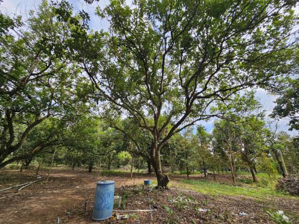 ขายที่ดินพร้อมสวนผลไม้ 5 ไร่ จันทบุรี ออกผลผลิตแล้ว สามารถดำเนินการต่อได้เลย